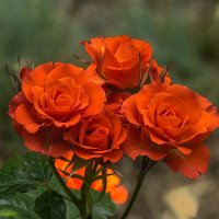 Розы :: Игорь Сикорский