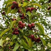 Яблочки :: Анатолий Чикчирный