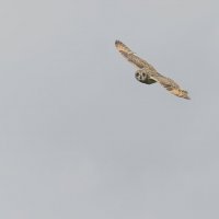 сова болотная. :: юрий макаров сова болотная. :: юрий макаров