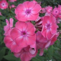 Флоксы :: Дмитрий Никитин