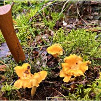 Лисички. :: Валерия Комова Лисички. :: Валерия Комова