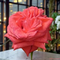 О розах августа... :: Андрей Заломленков