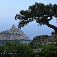 Природа Крыма :: Amazing Cosmea