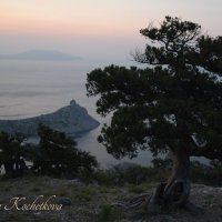 Природа Крыма :: Amazing Cosmea