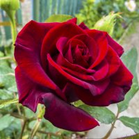 Бархатная роза :: Валентин Семчишин