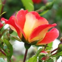 Роза :: Рита Симонова Роза :: Рита Симонова