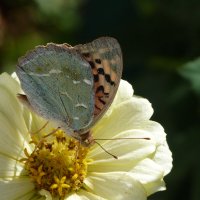 Бабочка на цветке :: Валентин Семчишин