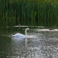 Лебедь и утки на озере :: Александр Синдерёв