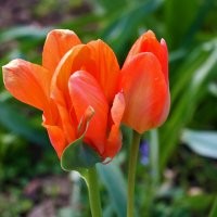 КРАСная парочка :: Светлана КРАСная парочка :: Светлана