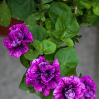 Петуния тумбелина :: Павел Катков