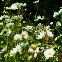 Часть клумбы белых космей :: Aida10 Часть клумбы белых космей :: Aida10
