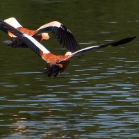 Огари. :: Владимир Безбородов