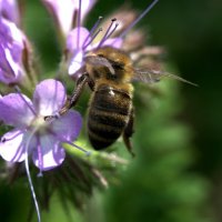 Медонос :: Kventin Natabos 