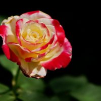 Розы нашего лета... :: Николай Саржанов