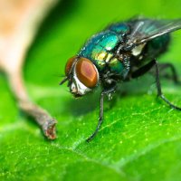 A fly on a leaf | 12 :: Sergey Sonvar