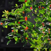 В августе :: AleksSPb Лесниченко