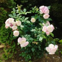 Что вижу, то и фотографирую! :: Александр Сапунов