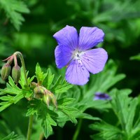 Лето в Ботаническом... Июнь. :: Наташа *****