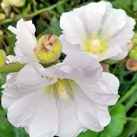 Августовская мальва . :: Мила Бовкун Августовская мальва . :: Мила Бовкун