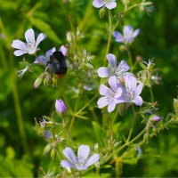 Вспоминая июль :: Сергей Ц