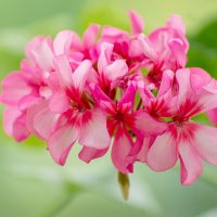 Герань :: IRinA*** Герань :: IRinA***