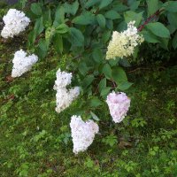 гортензия :: zavitok *