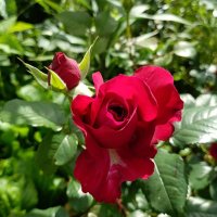 Роза красная. :: Ирина ***