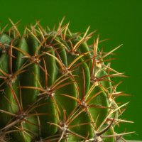 кактус :: Валерий Елистратов