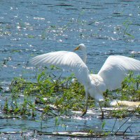 *** :: gawrilа - dan *** :: gawrilа - dan