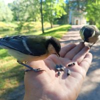 Синицы :: Сапсан 