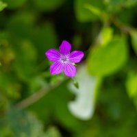 Герань :: Анастасия Фотографовна