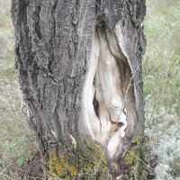 Дупло старого карагача. :: Андрей Хлопонин Дупло старого карагача. :: Андрей Хлопонин