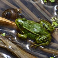 Лето в Ботаническом... Июнь. :: Наташа *****