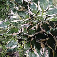 Цветы. :: Владимир Драгунский Цветы. :: Владимир Драгунский