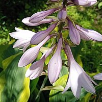 Цветы. :: Владимир Драгунский Цветы. :: Владимир Драгунский