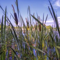 В зарослях :: Сергей Цветков В зарослях :: Сергей Цветков