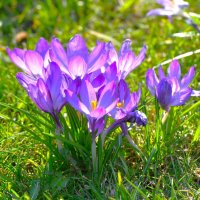 Крокусы :: Константин Анисимов Крокусы :: Константин Анисимов