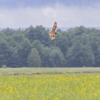 сова болотная :: юрий макаров