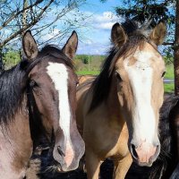 В Яви Нави. :: Ольга 