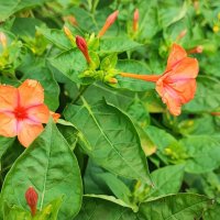 ,,, :: Сергей Тимоновский