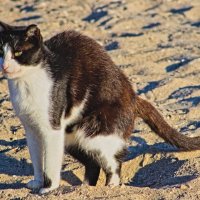 Соблюдайте чистоту на пляже ,госпада отдыхающие .... :: Giant Tao /