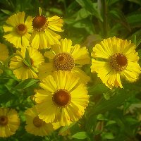 Солнышки :: Елена Семигина