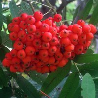 Рябина поспела :: Елена Семигина Рябина поспела :: Елена Семигина