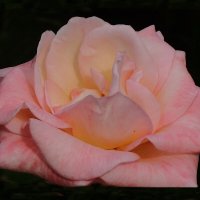 Роза :: Рита Симонова