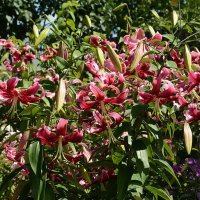 лилия Miss Feya :: Vera_85916050 Lario