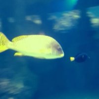 112 (200) :: СТРЕН 112 (200) :: СТРЕН