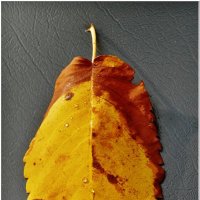 ЭТЮД... :: Elvira E. 