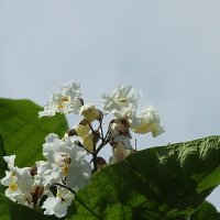 Катальпа :: Freddy 97 Катальпа :: Freddy 97