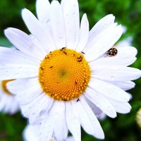 ромашка :: Наталья 