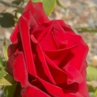 Бархотная роза. :: юрий Амосов